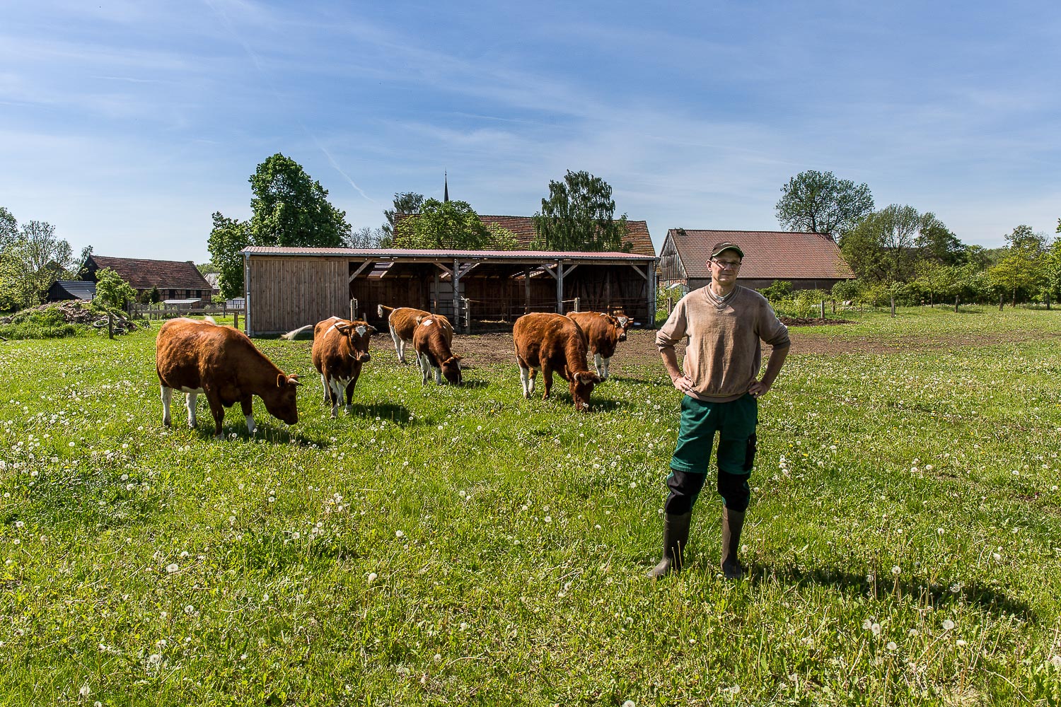 Reinhard Jung bewirtschaftet 30 Hektar Grünland und hält 15 Mutterkühe sowie Mastrinder der Rasse Deutsche Rotbunte in Lennewitz in Brandenburg