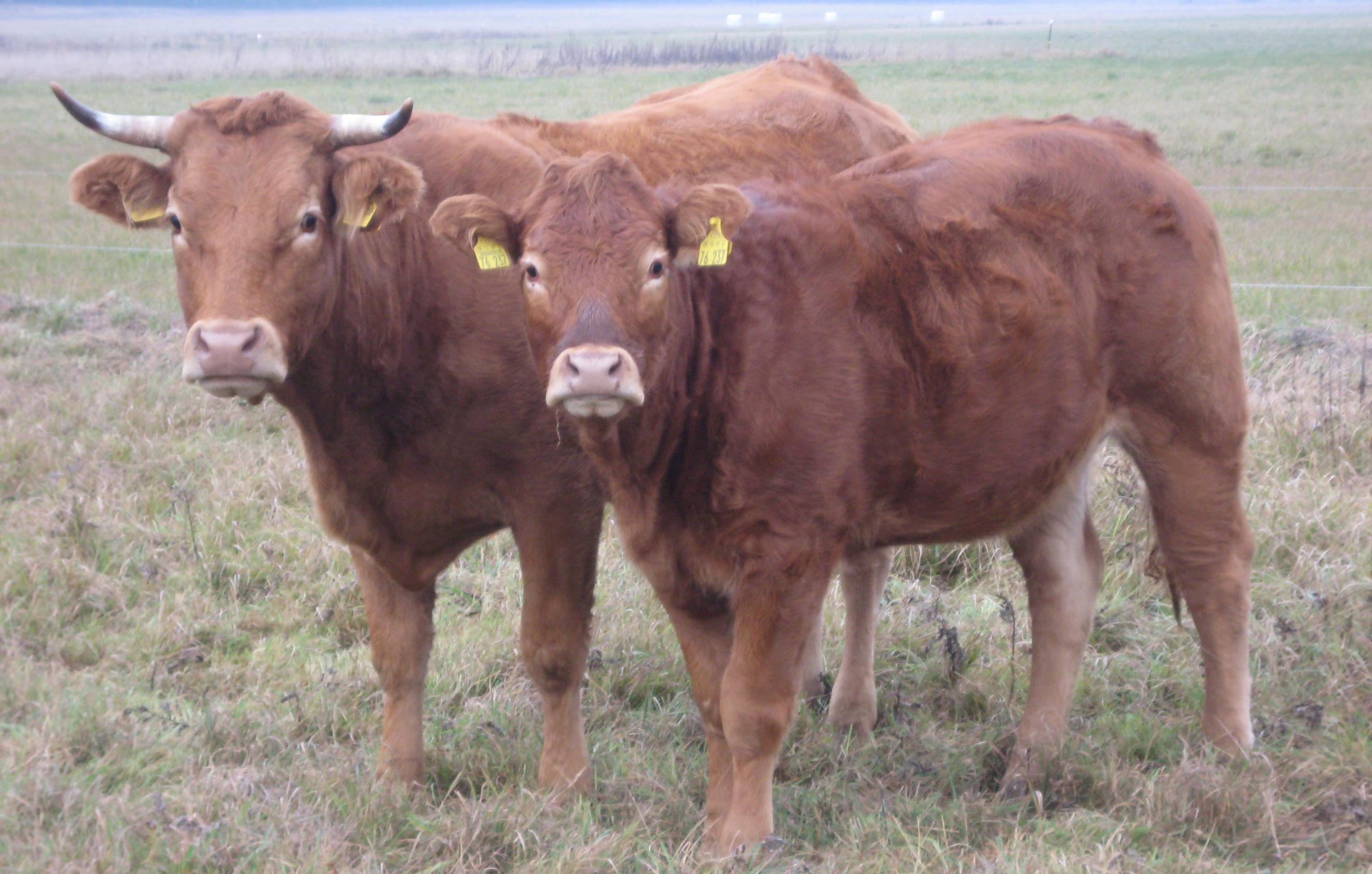 Rinder verwerten Gras, das selbst Vegetarier nicht essen können