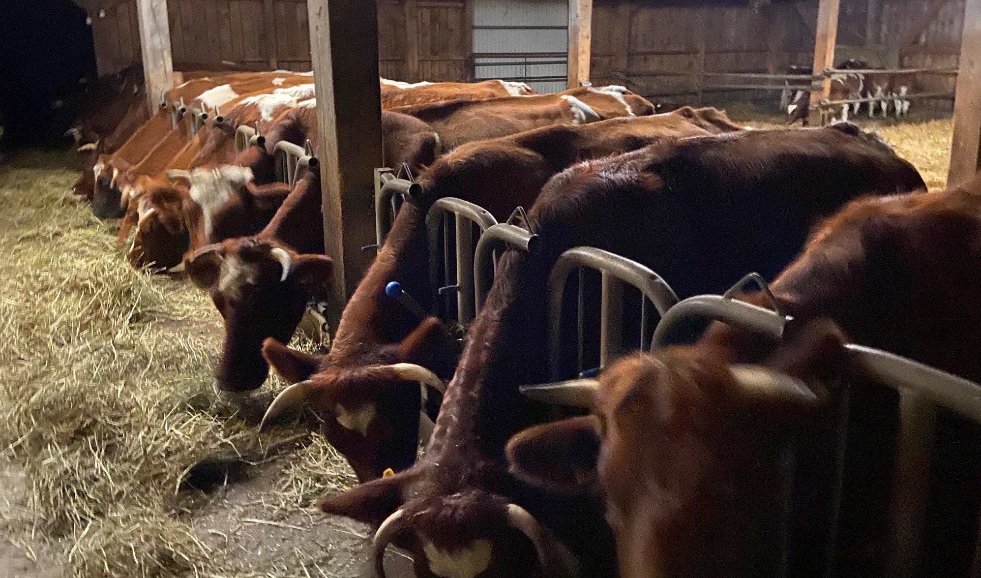 Ruhe im Stall: Rinderherde in Lennewitz heute abend