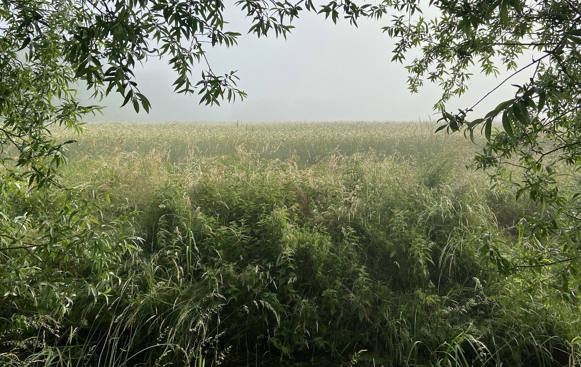 Ackerbau in Deutschland – seit Jahrzehnten Spitzenerträge, ganz ohne Gentechnik