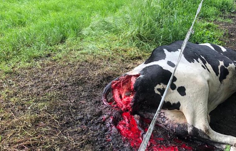 Der Wolf frisst kein Gras – das haben bisher leider zu wenige Politiker begriffen