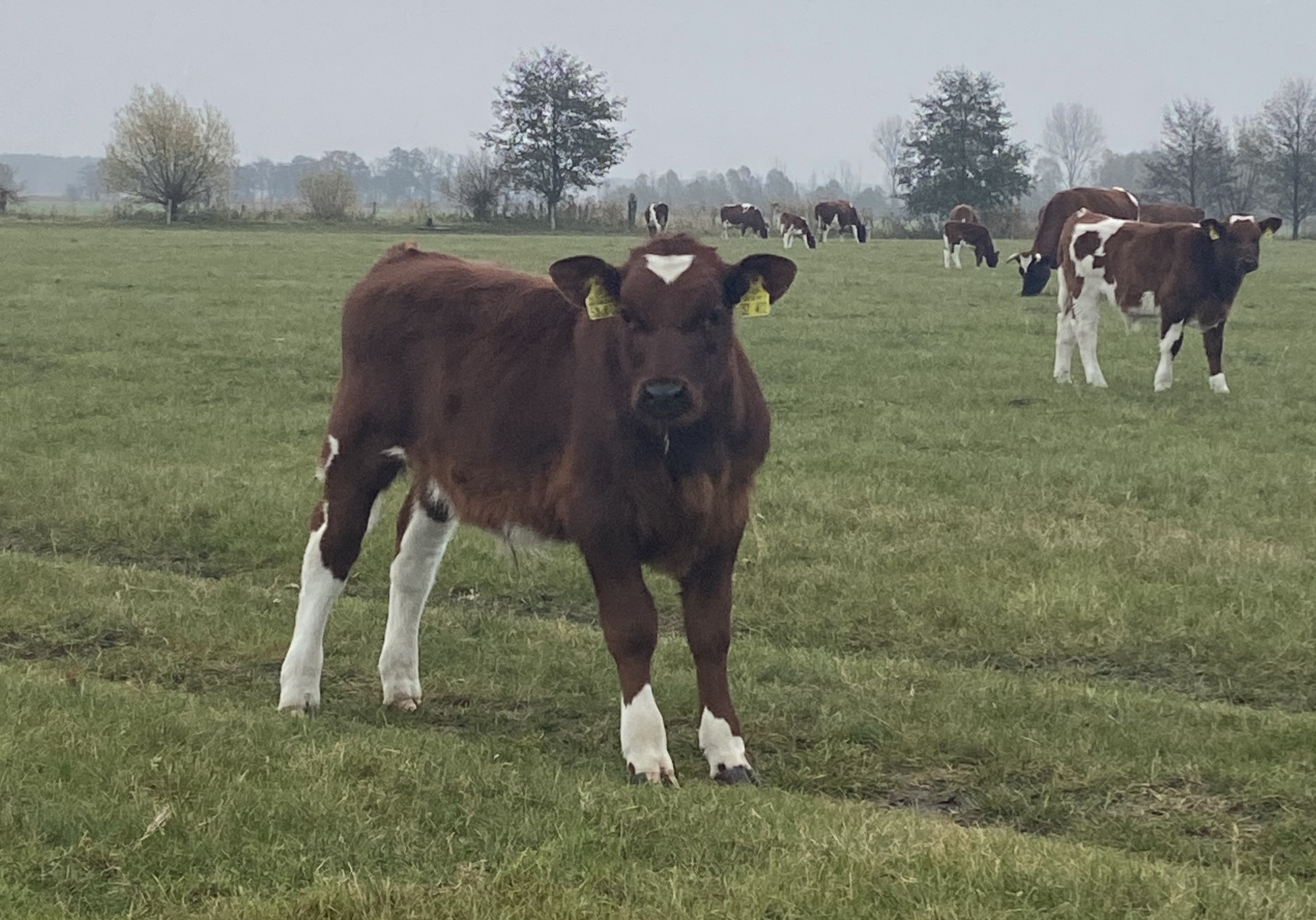 Was macht dieser kleine Pupser nur mit unserem Klima?