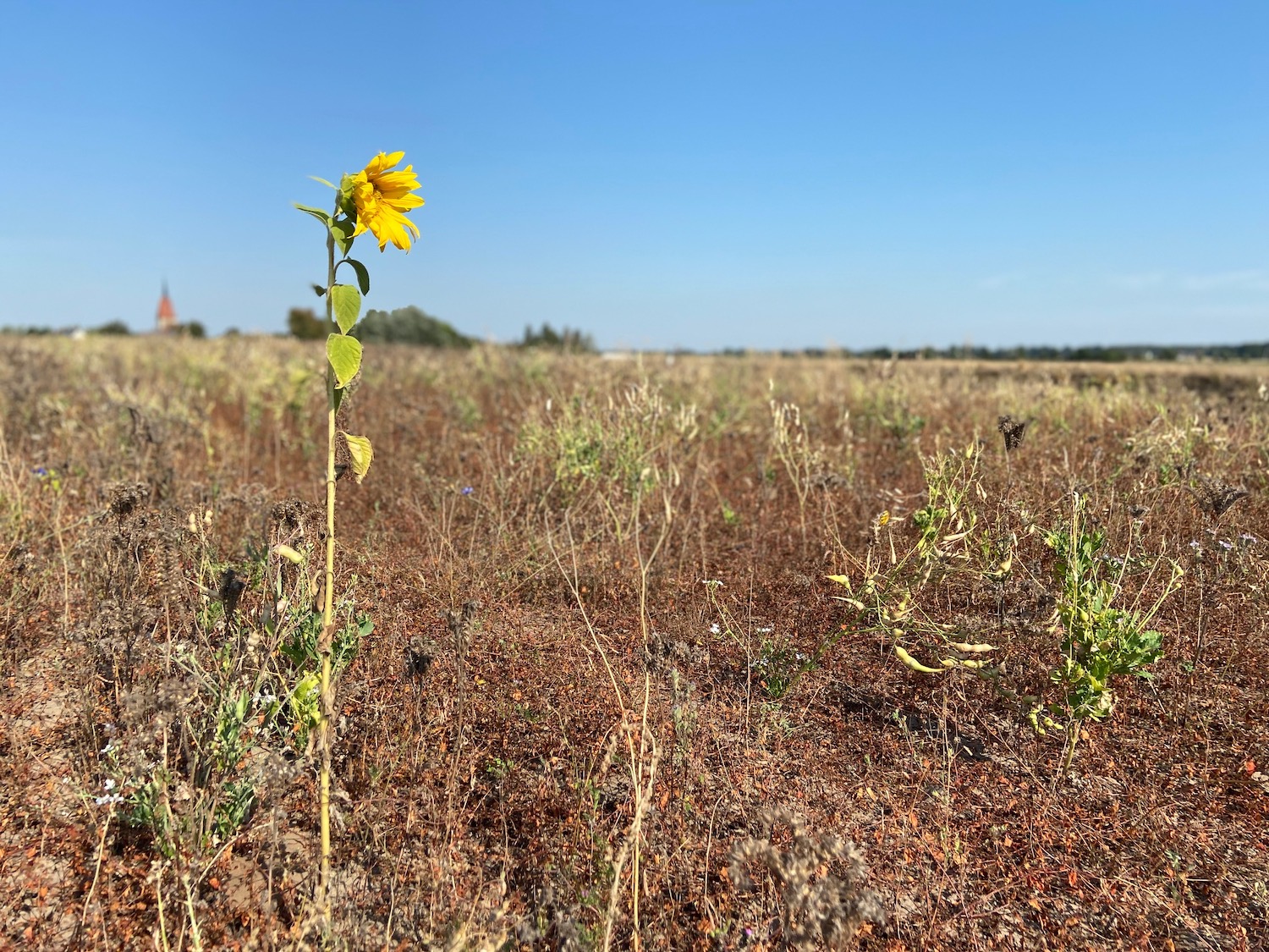 Abgeblüht: stillgelegter Acker im Spätsommer