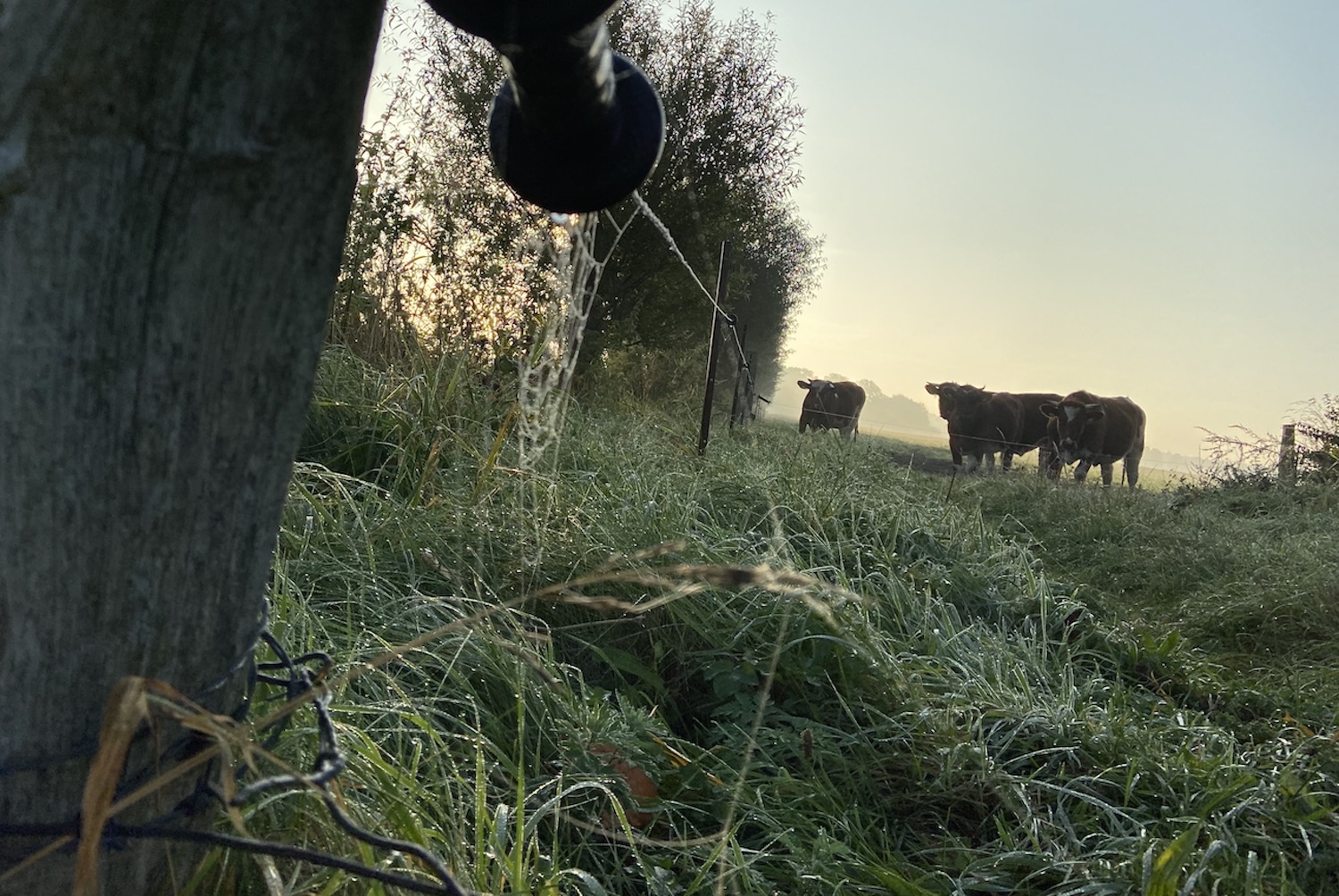 Normales Grünland - künftig unter Naturschutz?