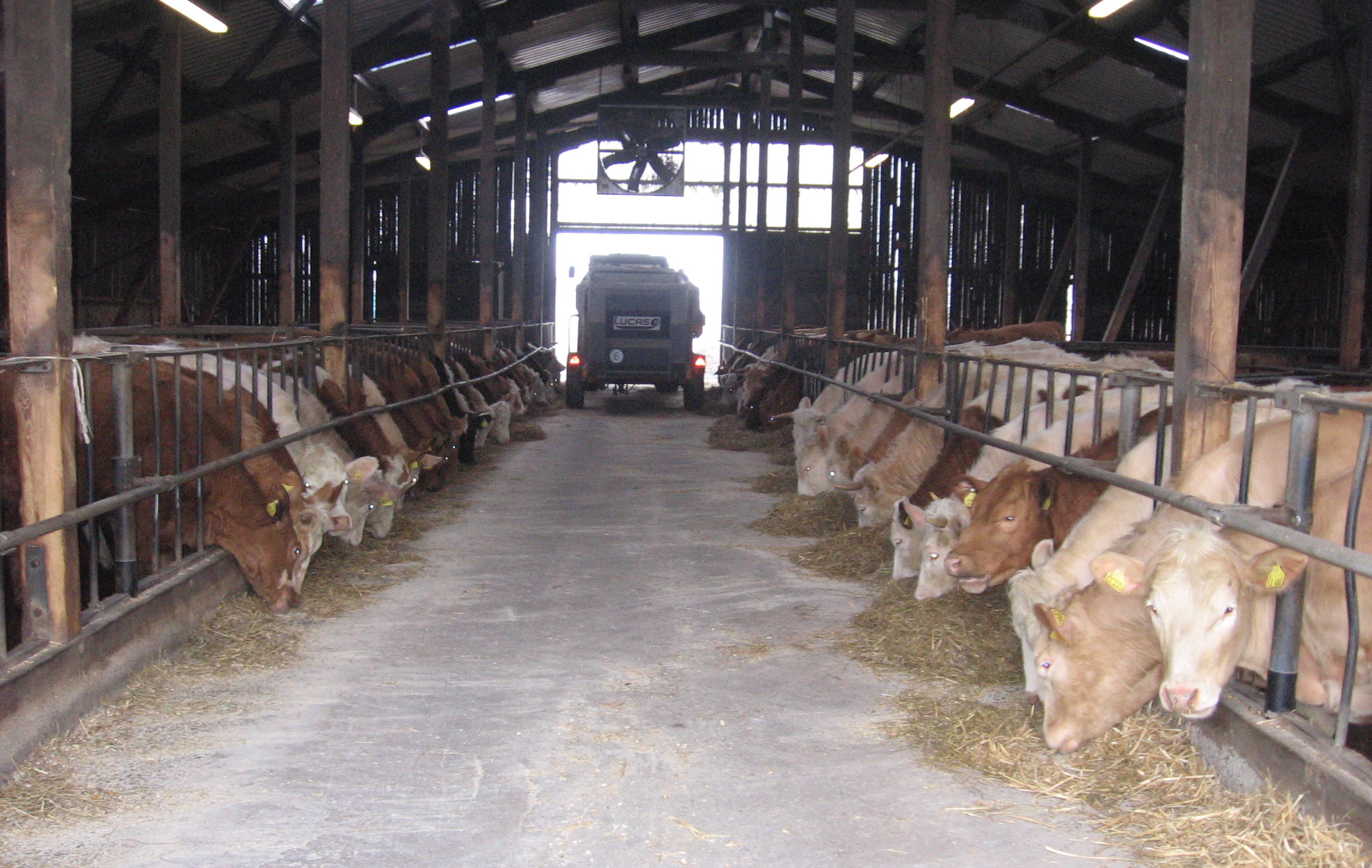 Bäuerliche Tierhaltung –&nbsp;hier ein Rindermaststall in Brandenburg – macht unsere Landwirtschaft erst rund