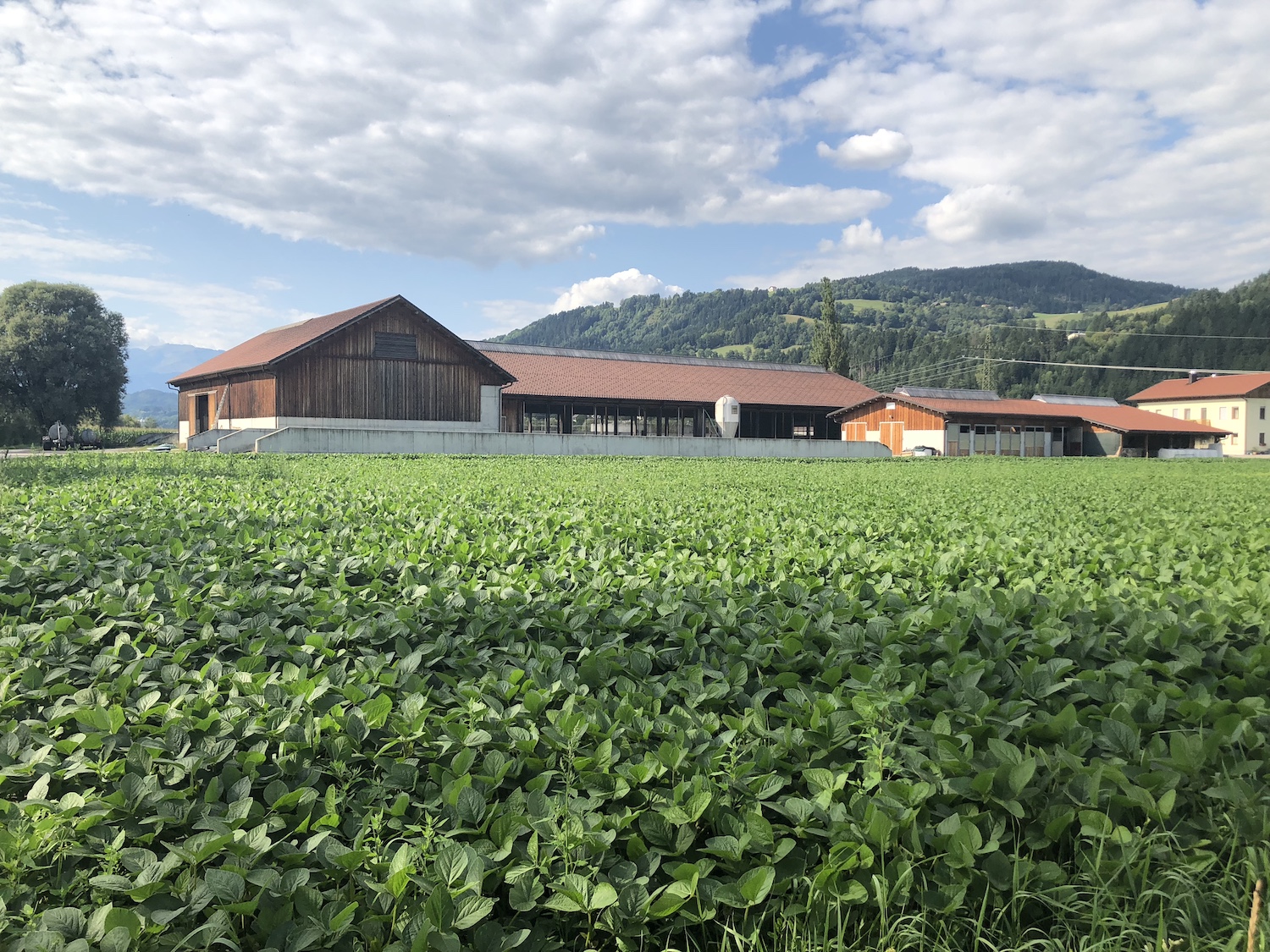 Heimisches Soja - zur Zeit kaum konkurrenzfähig