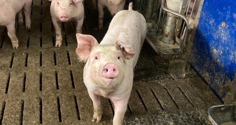 Müssen wir wirklich mit einem Vegetarier über das Tierwohl in unseren Ställen verhandeln?