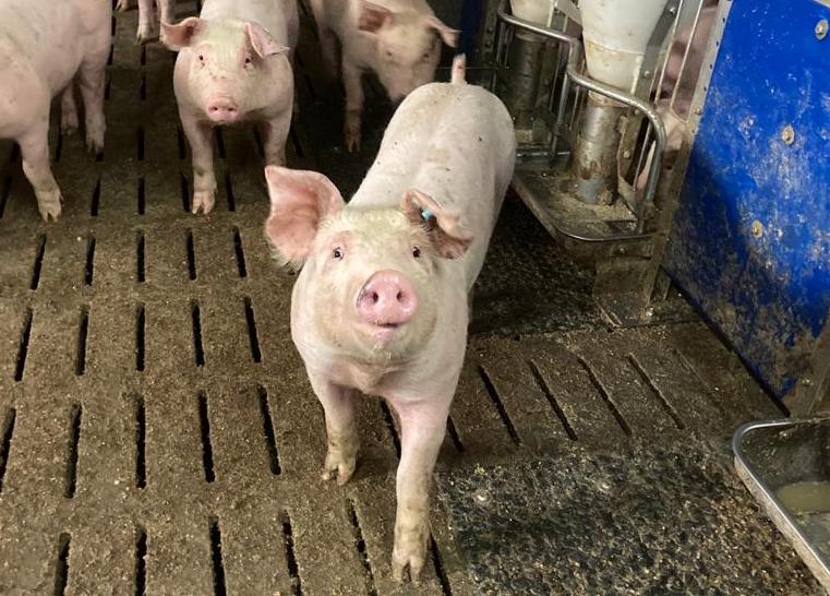 Tierwohl hat nicht nur mit Technik zu tun