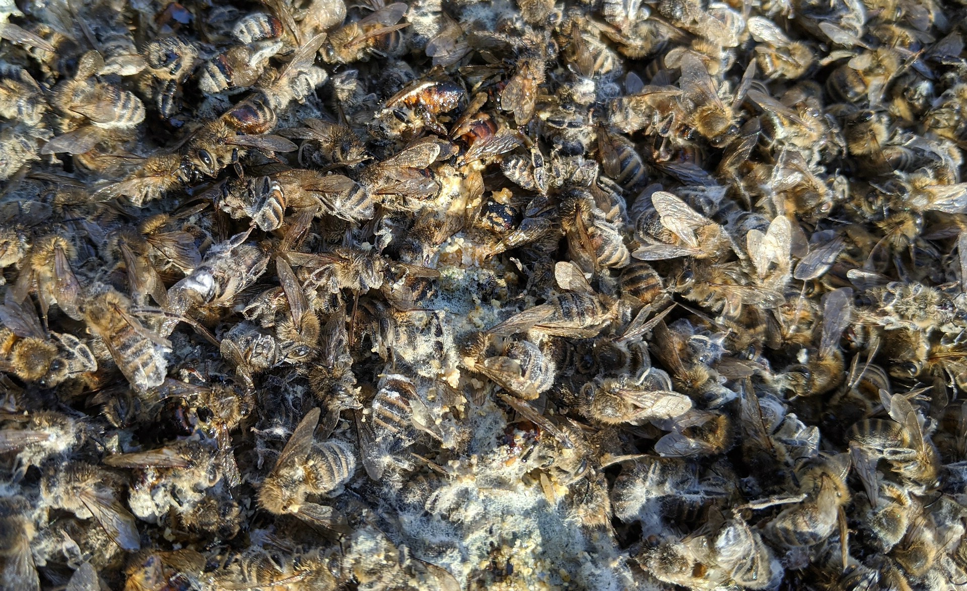 Tote Bienen gibt es am Ende des Winters in jedem Bienenstock