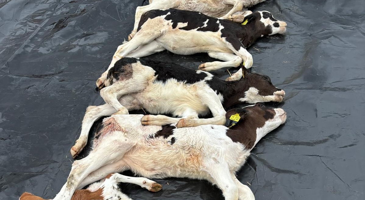 Von der grausamen Realität eingeholt: Wolfsopfer auf den Hof von Peter Guhl