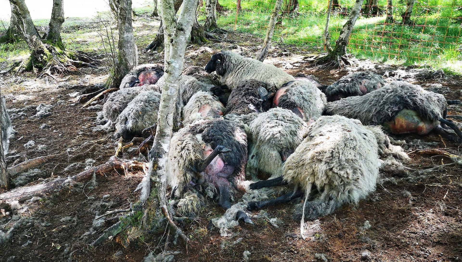 Tote und halbtote Schafe nach einem Wolfsangriff letzten Monat bei Osnabruck
