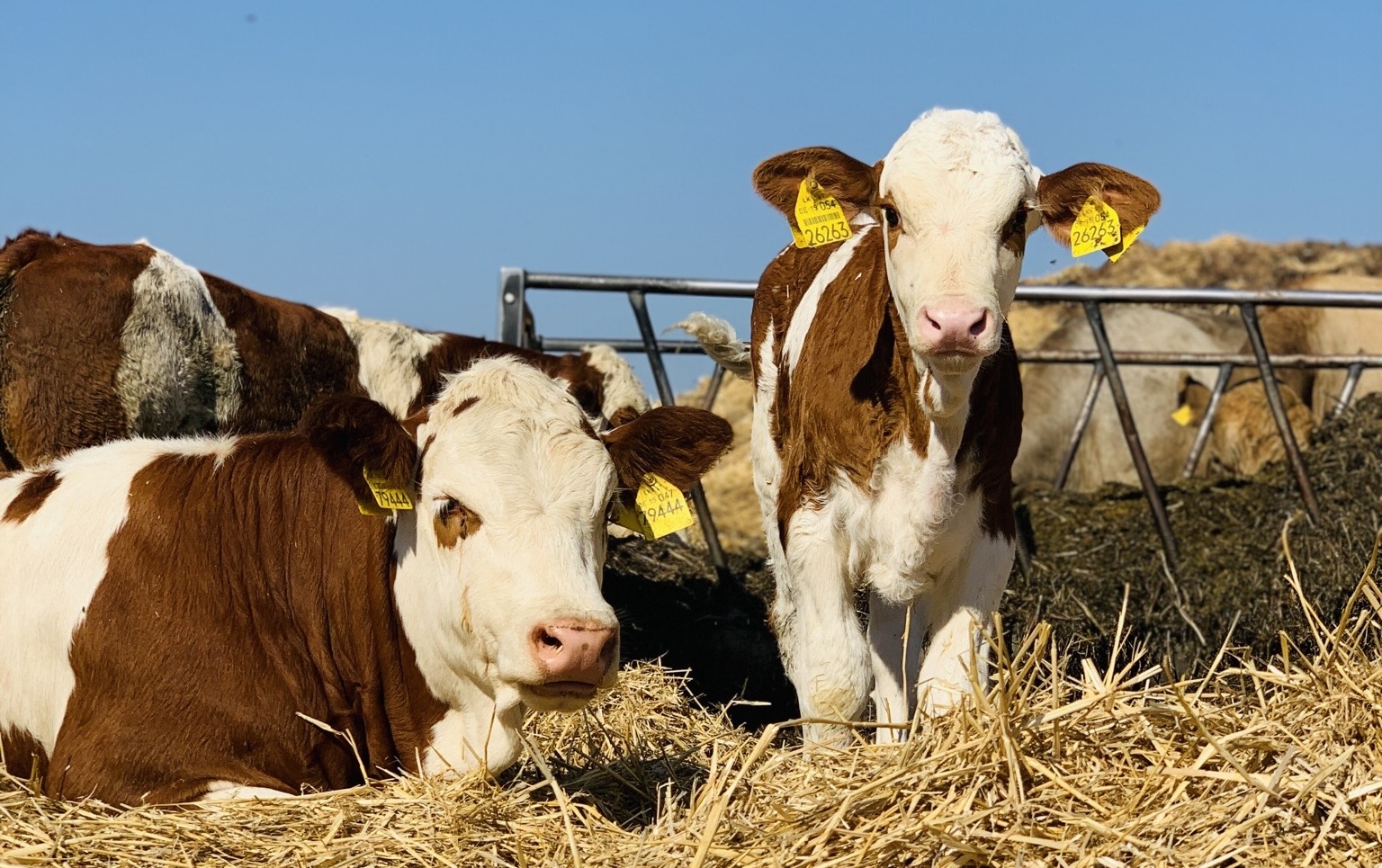 Unseretwegen braucht der Regenwald nicht zu brennen