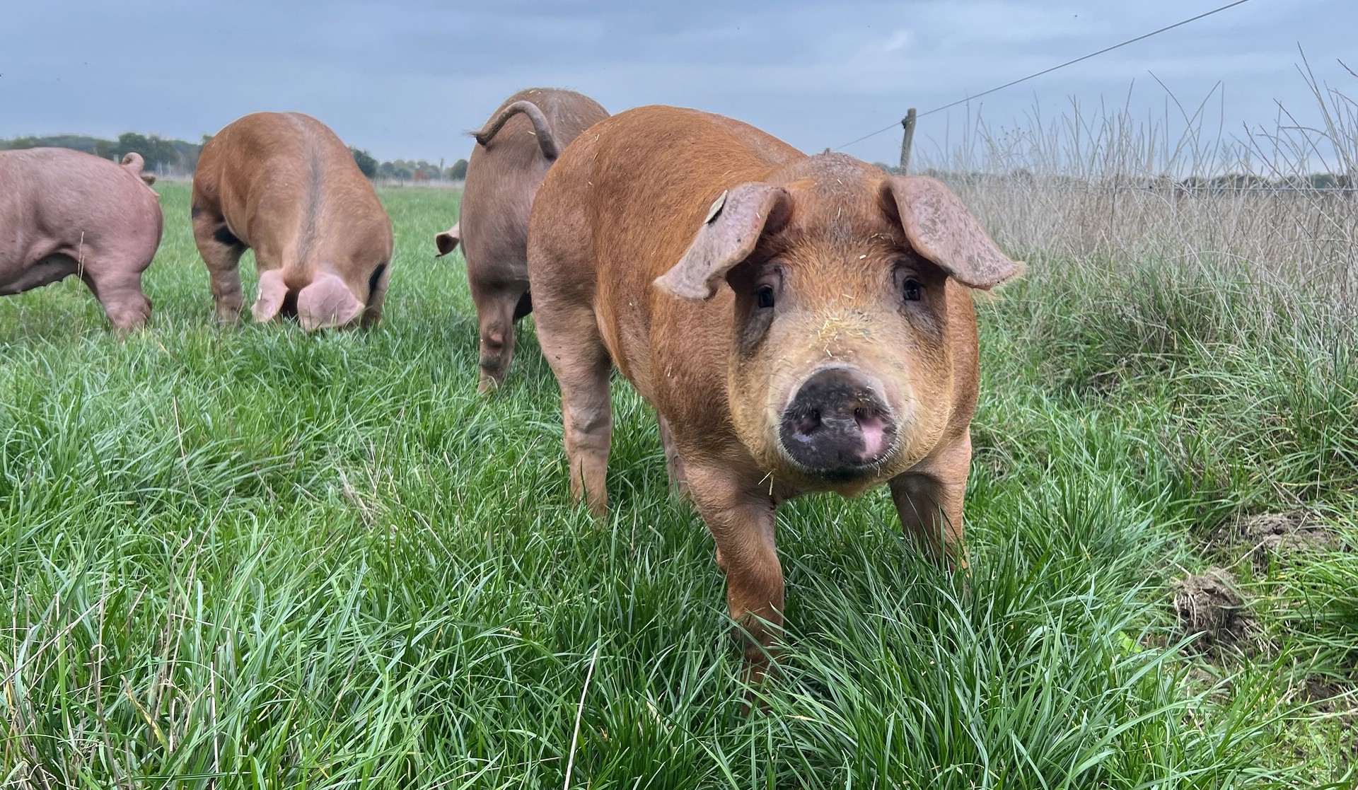 Auch Freilandhaltung ist nicht ohne: entscheidend ist der Bauer, der sich um seine Tiere kümmert