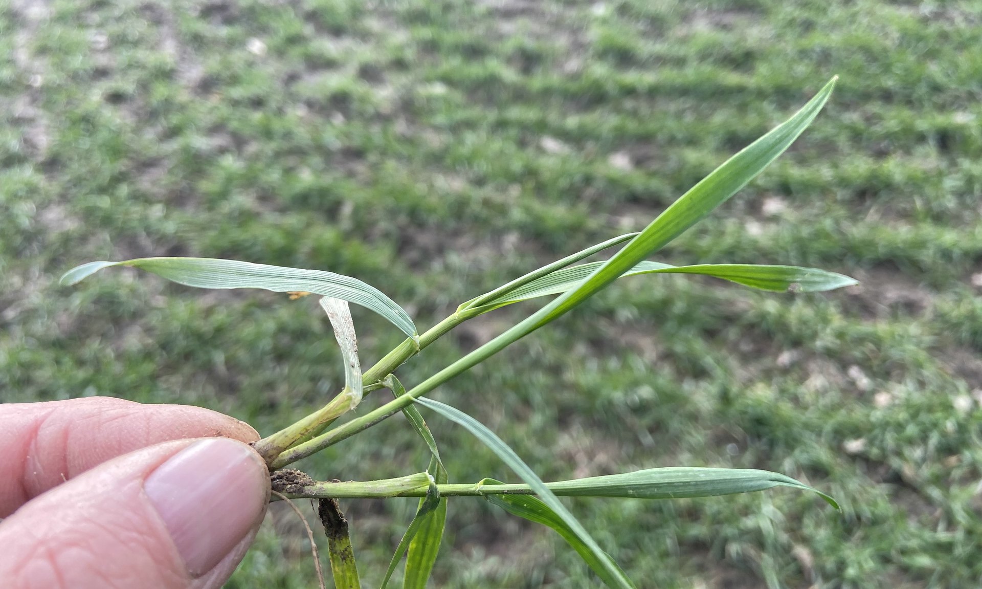 90.000 Gene in einer Weizenpflanze – ein Geschenk an die Menschheit