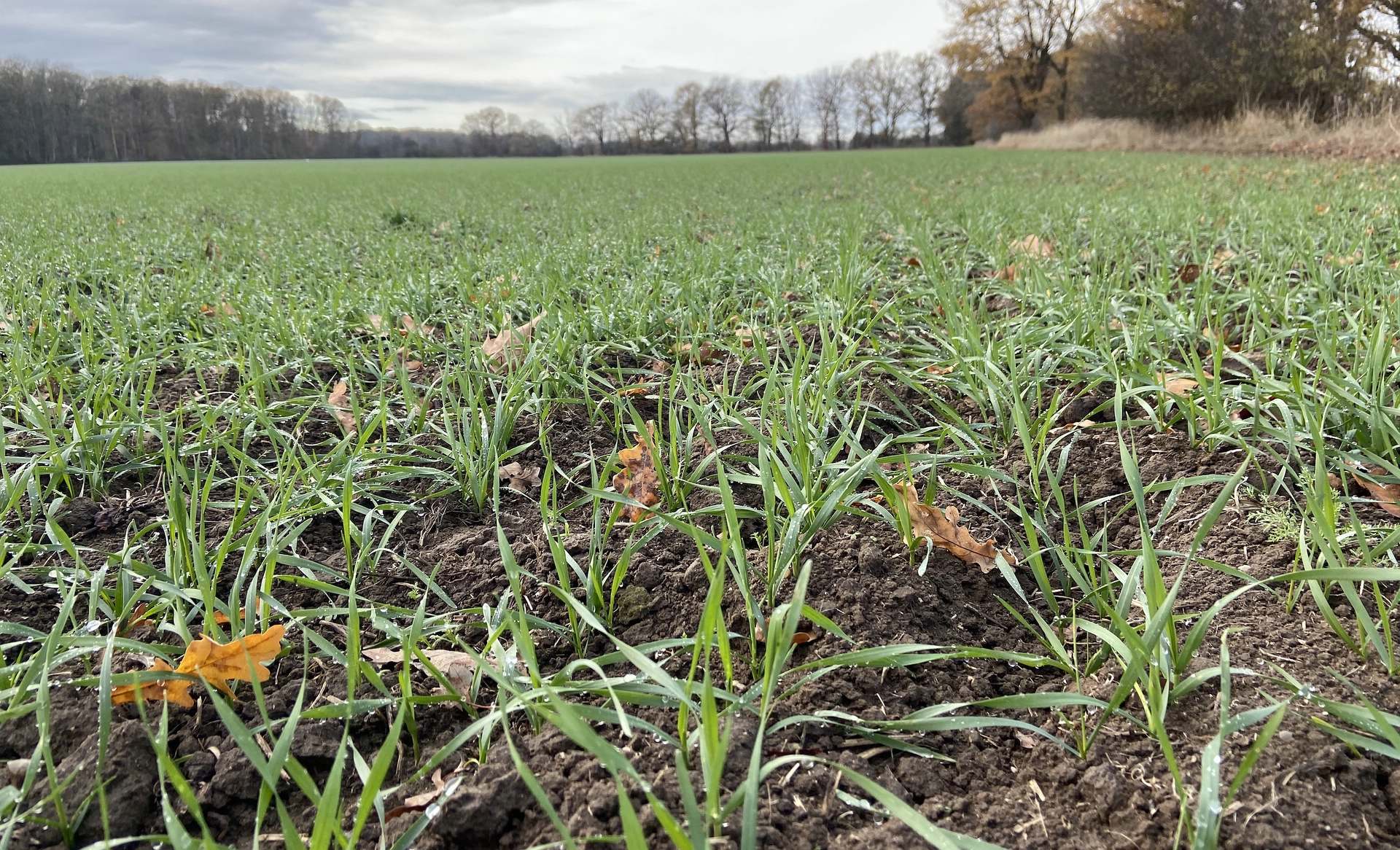 Weizen in Deutschland: Hohe Flachenproduktivitat durch unabhängige Landwirte