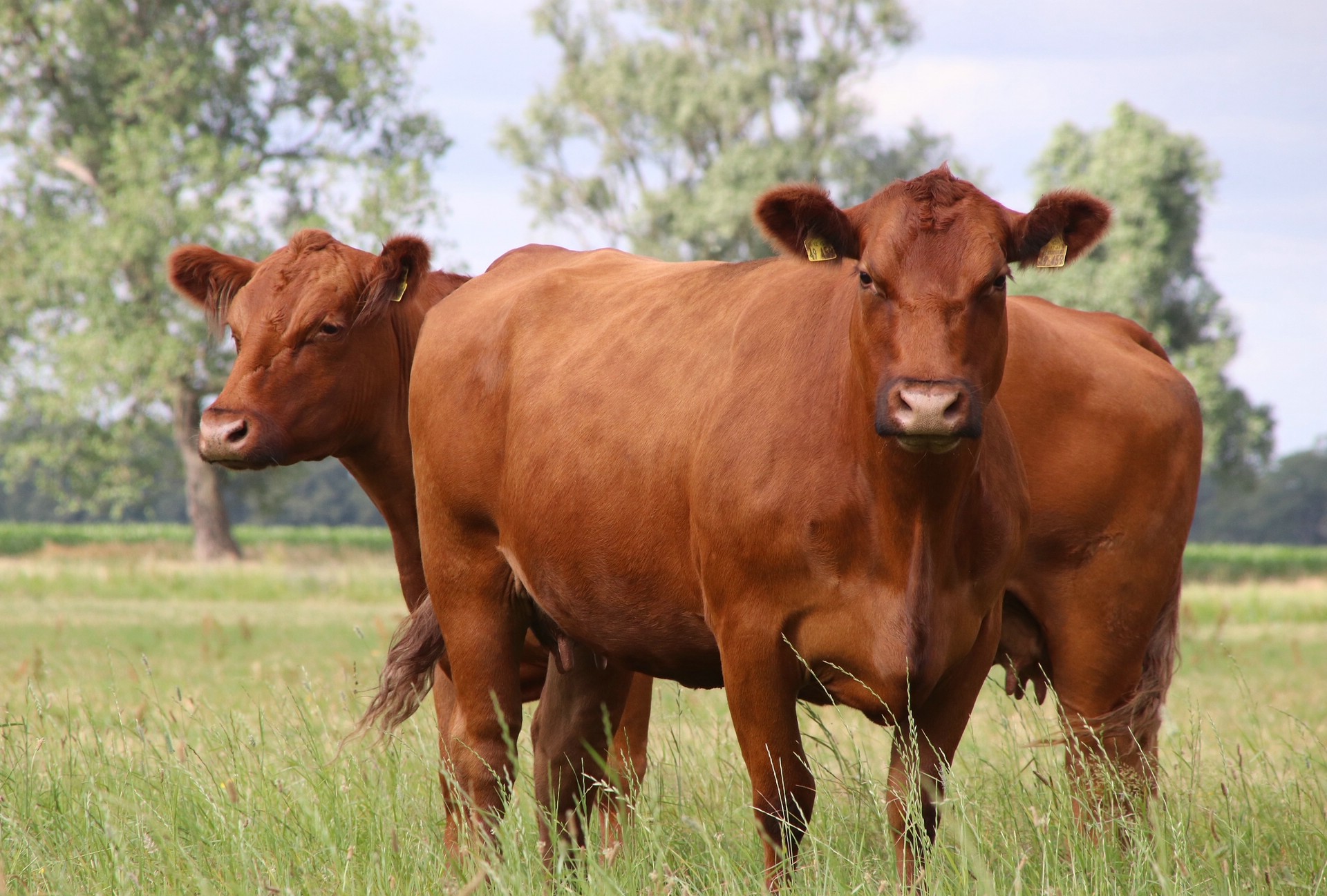 Wie intensiv Grünland bewirtschaftet wird, sollte jeder selbst entscheiden
