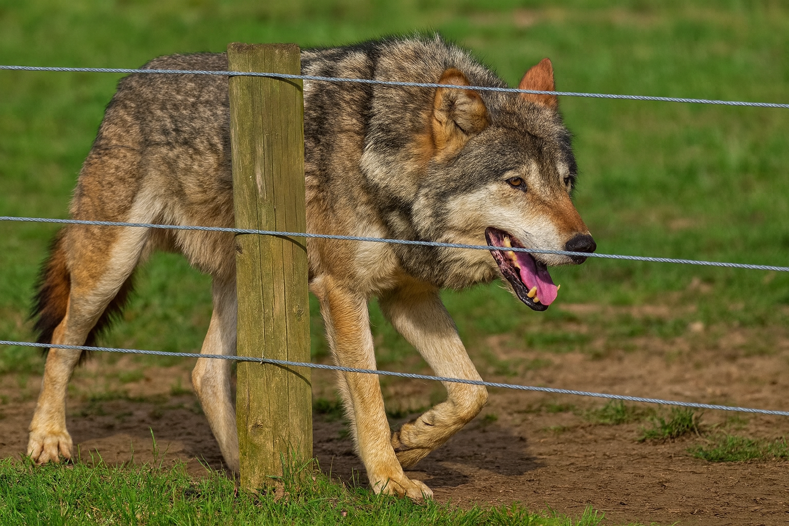Protestmarsch für Wolfsschutz in Brandenburg