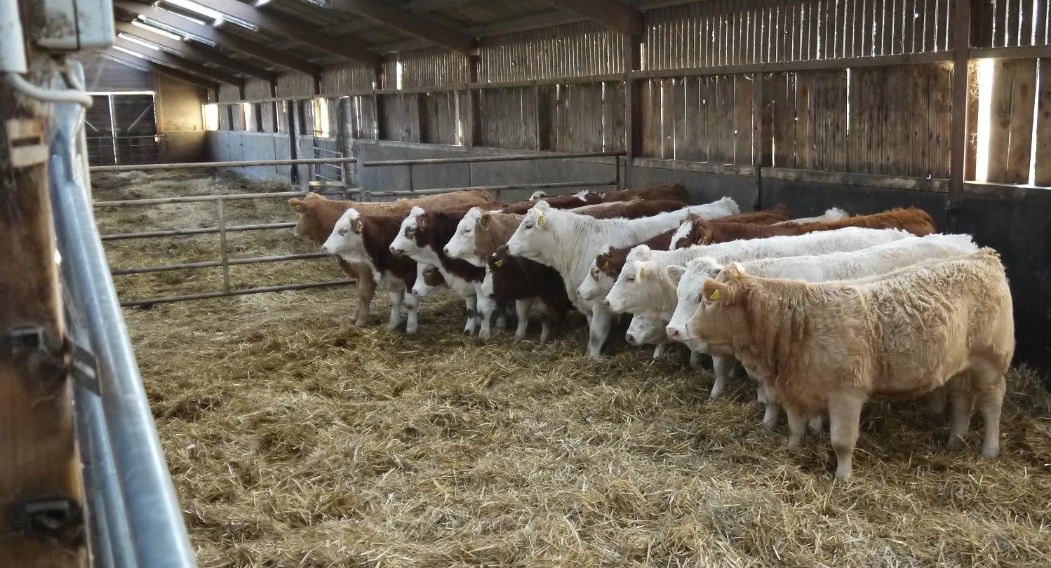 Wir wollen selber entscheiden, ob und wie wir unsere Ställe baulich weiterentwickeln oder nicht