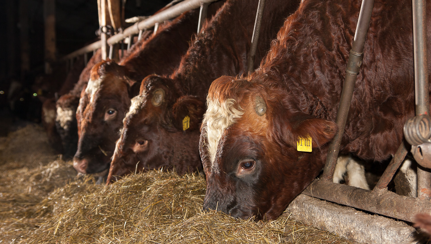 Heimisches Futter, hochwertige Lebensmittel: Nutztierhaltung muss in bäuerlicher Hand bleiben