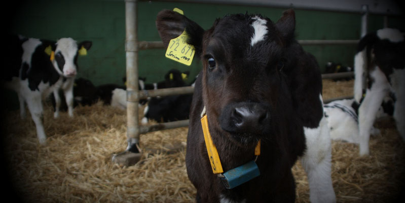 Liebevoll aufgezogen: Kälber bei dem Berufskollegen, der mit Unterstützung der FREIEN BAUERN klagen wird