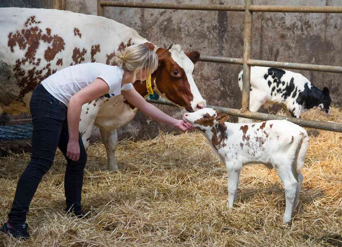Unsere Rinder sollen leben